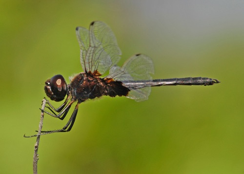 Male
2005_07_07_FL
